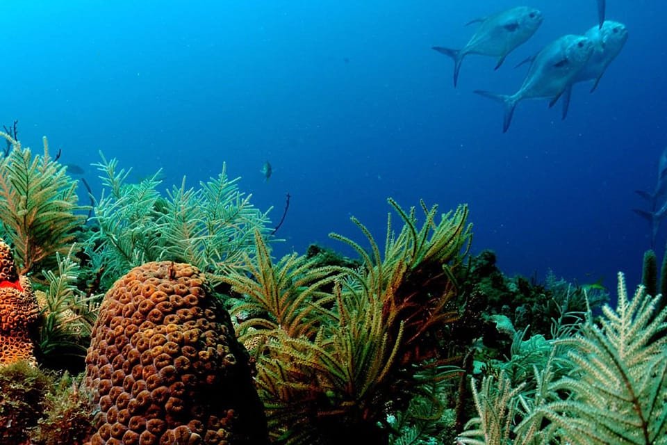 coral